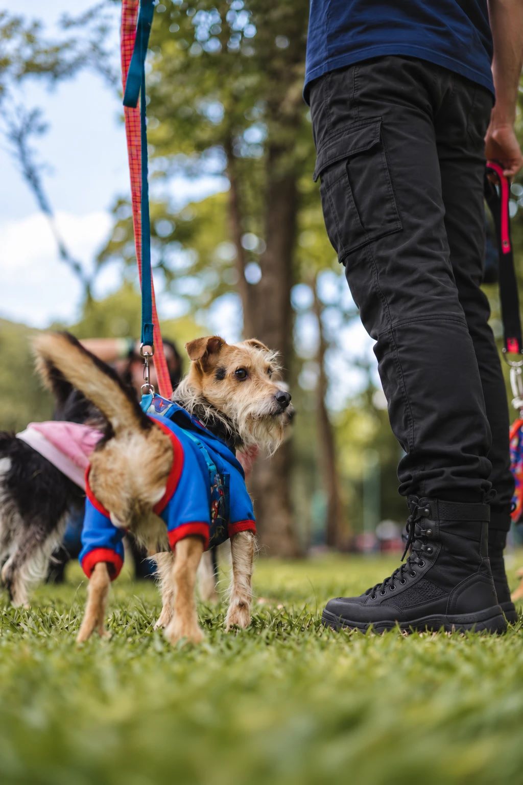 Perro con arnés explorando el pasto del parque junto a su guía