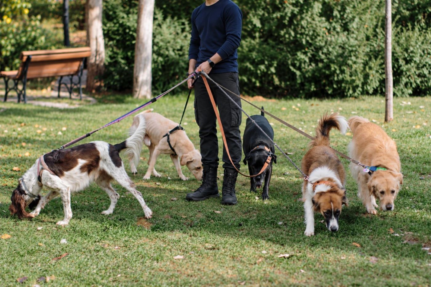 Guía con cinco perros con correa olfateando el pasto de un parque