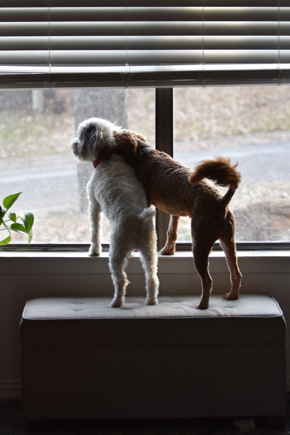 Dos perros asomados a la ventana de su casa esperando a que pasen por ellos