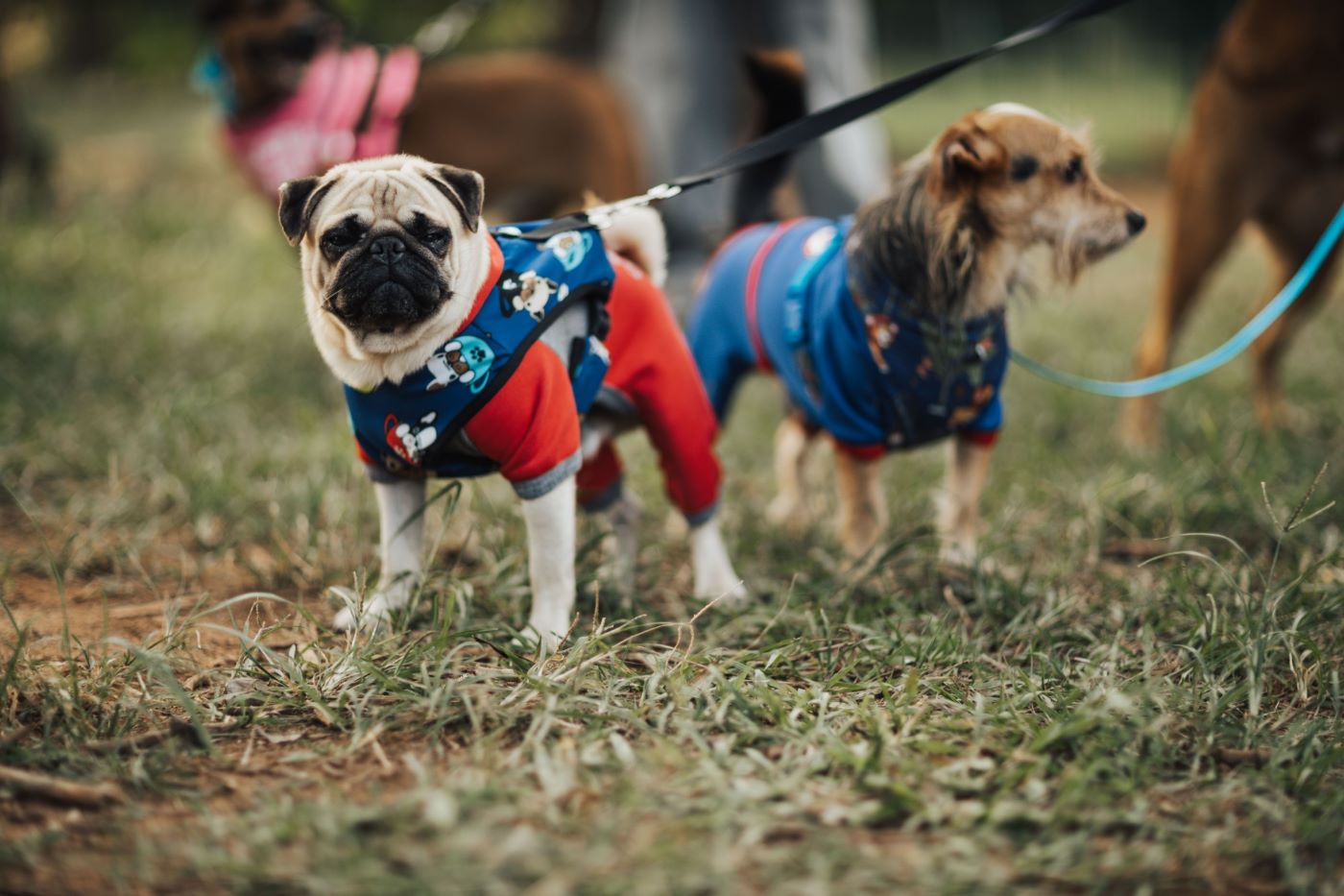 Pug y terrier con correa caminando por el pasto con otros perros