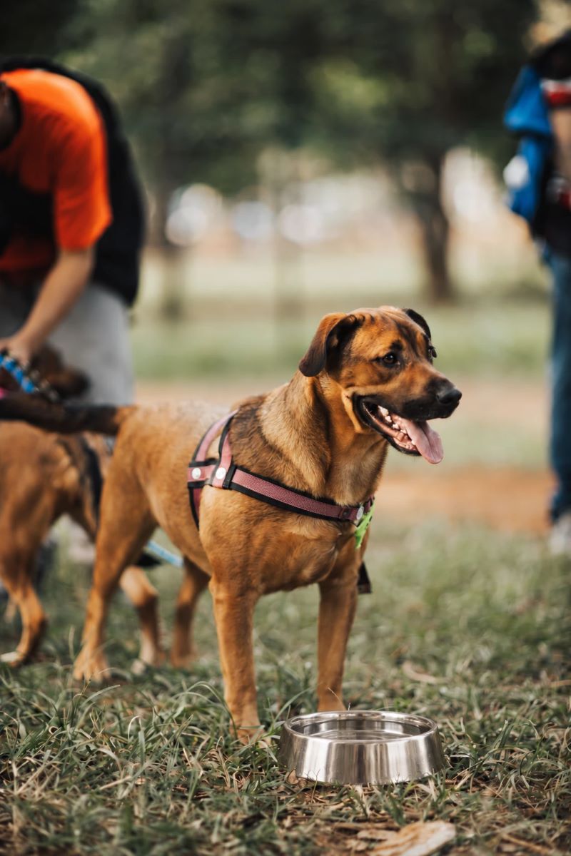 Perro con arnés junto a un plato de agua en el parque