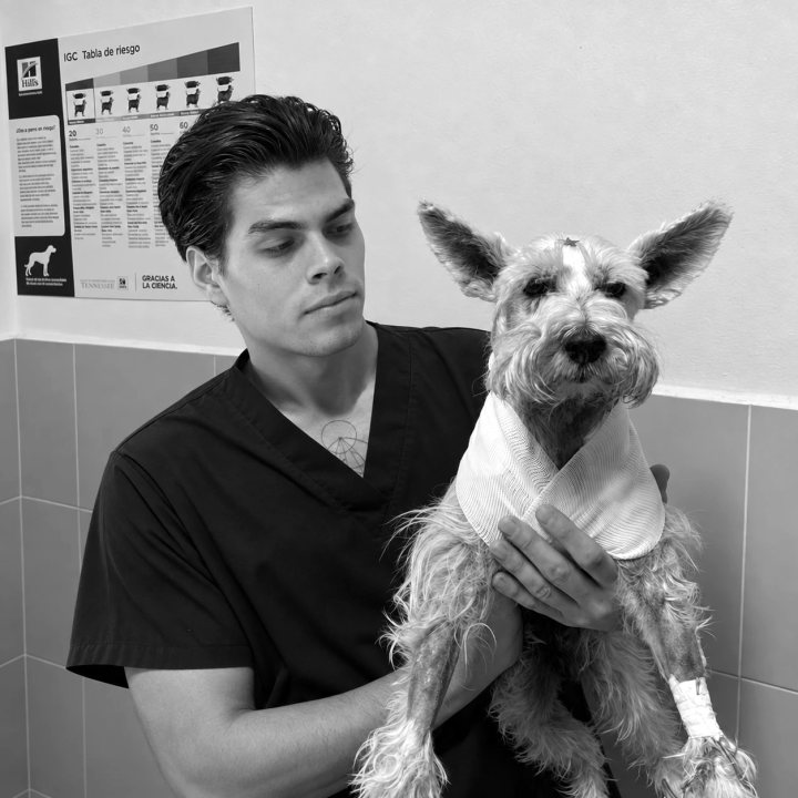 Román Hernández cargando a un schnauzer con vendaje en el hospital veterinario
